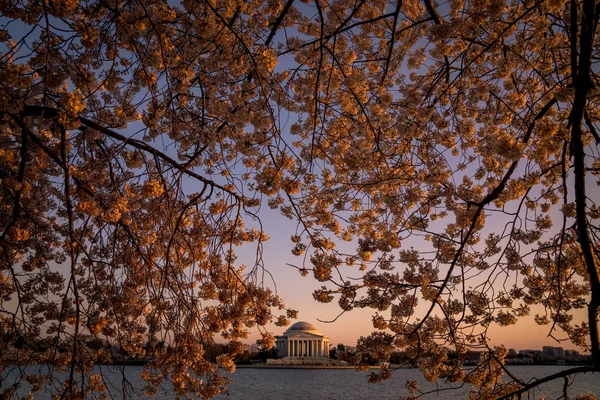 Washington, Dc Cherry Blossom Festivali ve Jefferson Anıtı