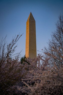 Washington, Dc Cherry Blossom Festivali Wasington anıt