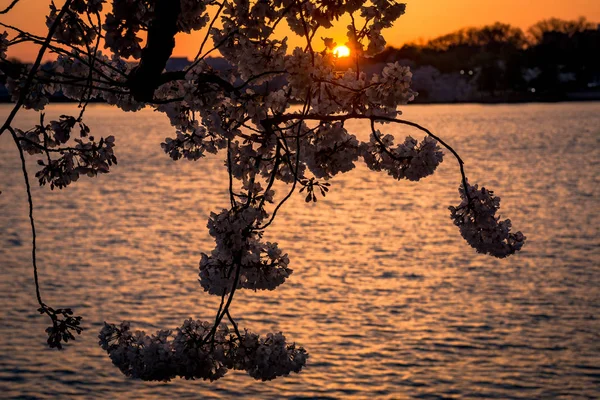 Washington, Dc Cherry Blossom Festival gelgit Havzası