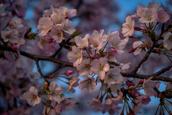 Washington, Dc Cherry Blossom Festival çiçek açan çiçekleri