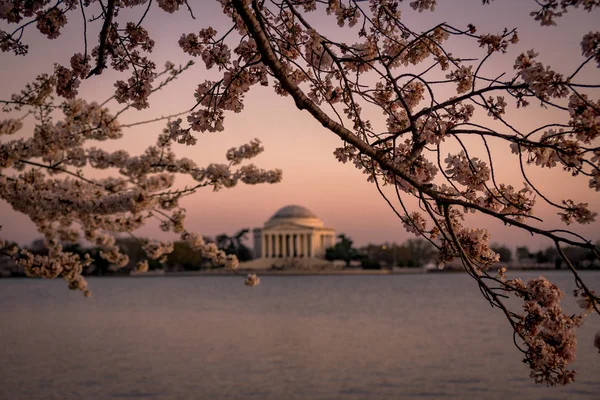 Washington, Dc Cherry Blossom Festivali Jefferson Memorial