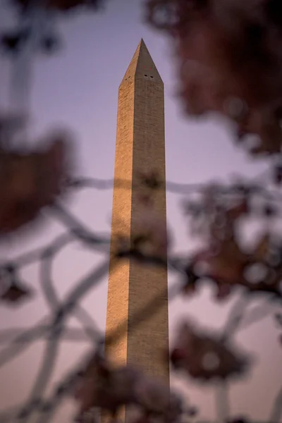 Washington, Dc Cherry Blossom Festivali Washington Anıtı
