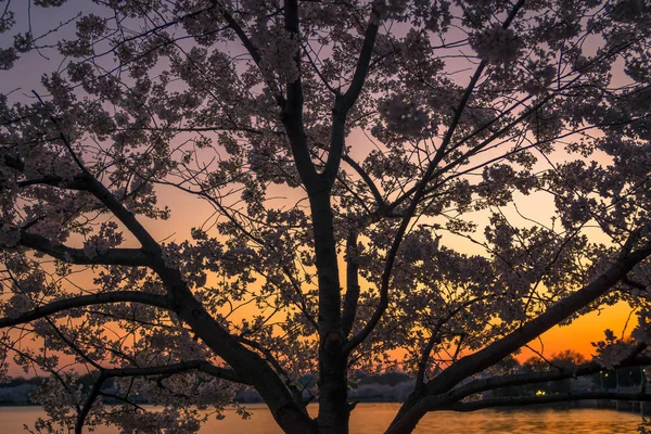 Washington, dc Kirschblütenfest Sonnenuntergang Silhouette — Stockfoto