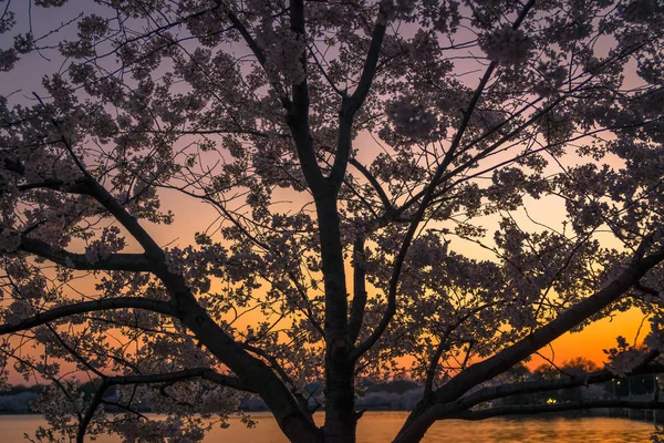 Washington, Dc Cherry Blossom Festival günbatımı siluet