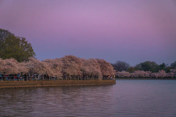 Washington, Dc Cherry Blossom Festival gelgit Havzası