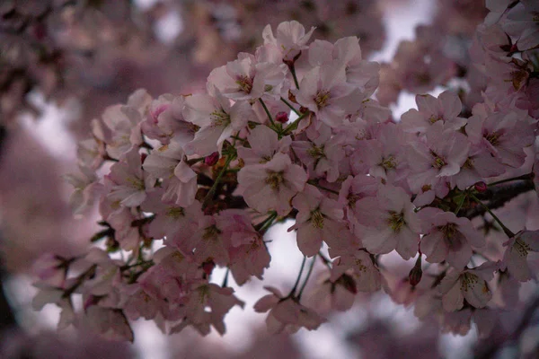 Washington, Dc Cherry Blossom Festival çiçek açan çiçekleri