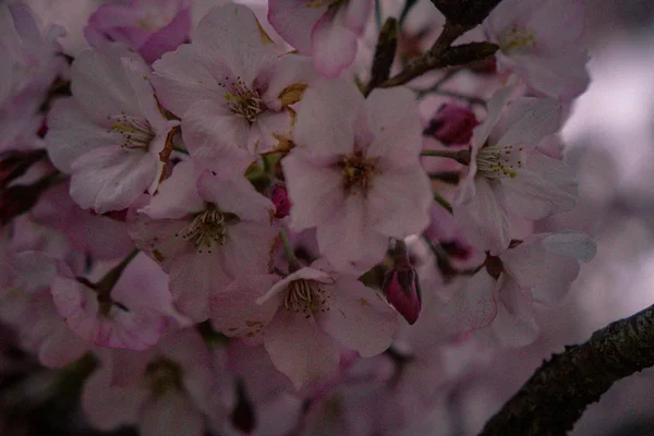 Washington, Dc Cherry Blossom Festival çiçek açan çiçekleri