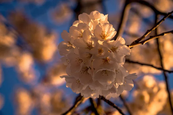 Washington, DC Festival de flores de cerezo Blossom Blossoms — Foto de Stock