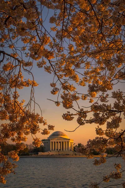 Washington, DC Cherry Blossom Festival and Jefferson Memorial