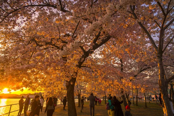 Gün batımında Cherry Blossom Festival Nisan 2018, Washington, Dc