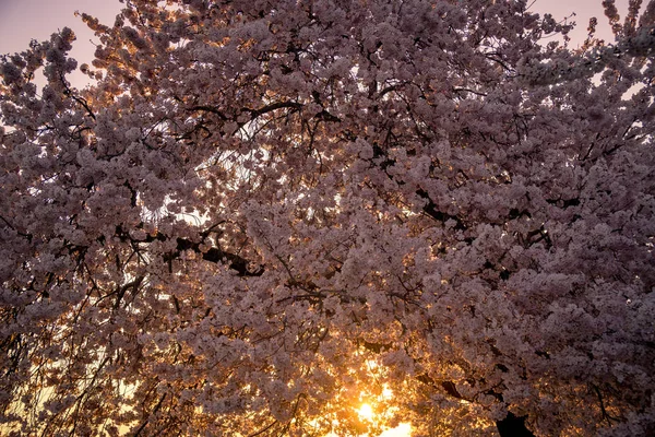 Kirschblüten in voller Blüte — Stockfoto