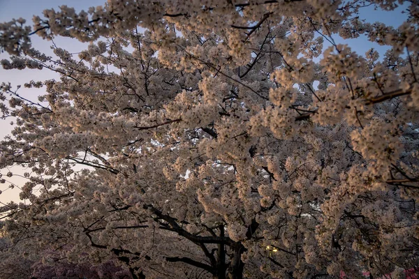 bloom kiraz çiçekleri