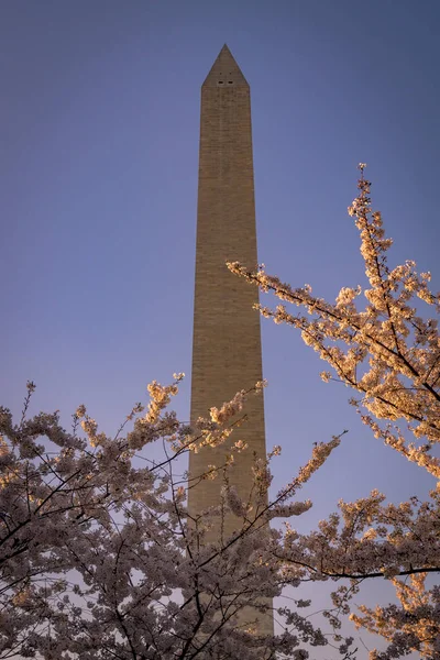 Washington, DC kiraz çiçeği Festivali