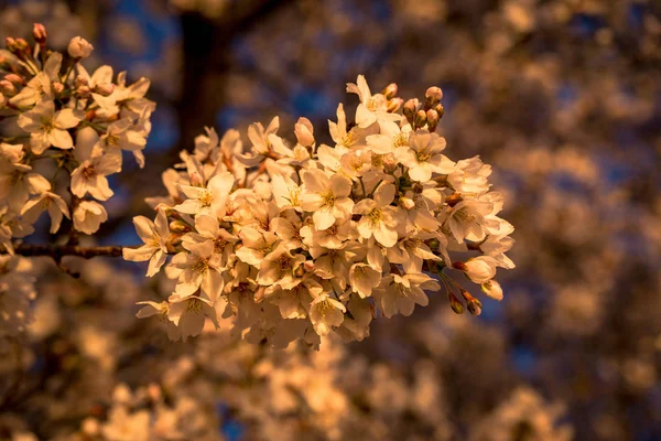 bloom kiraz çiçekleri
