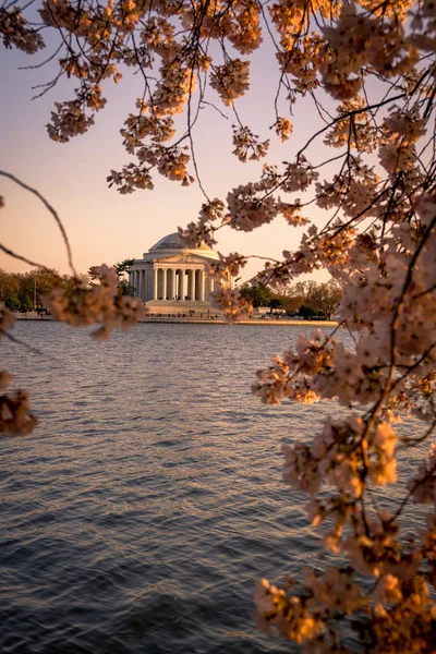 Jefferson Memorial Washington, DC kiraz çiçeği Festivali sırasında çiçeklenme kiraz çiçekleri tarafından çerçeveli
