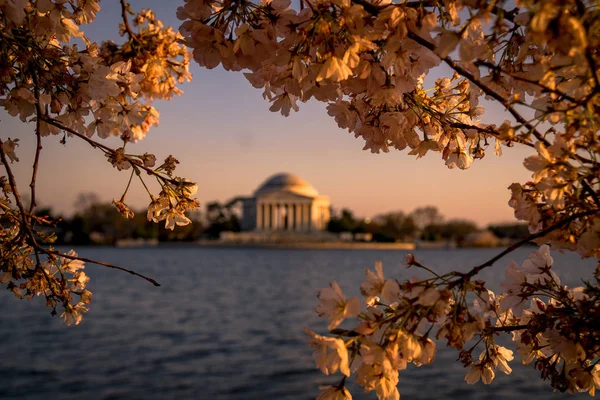 Jefferson Memorial ve kiraz çiçekleri