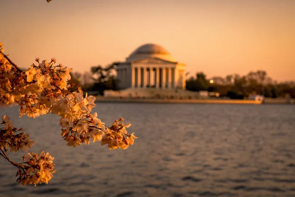 Jefferson Memorial ve kiraz çiçekleri