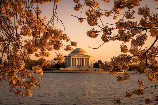 Jefferson Memorial ve kiraz çiçekleri
