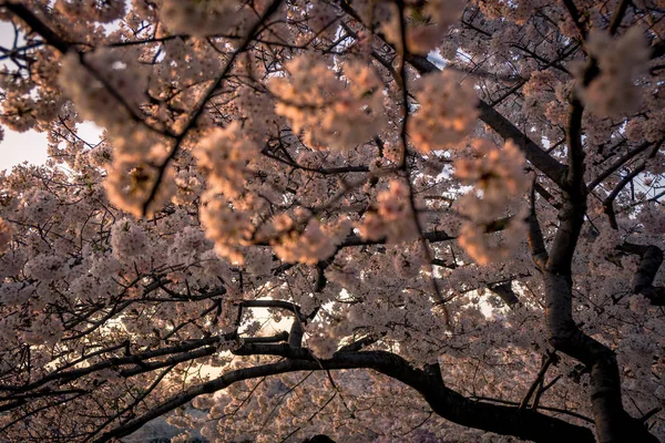 bloom kiraz çiçekleri