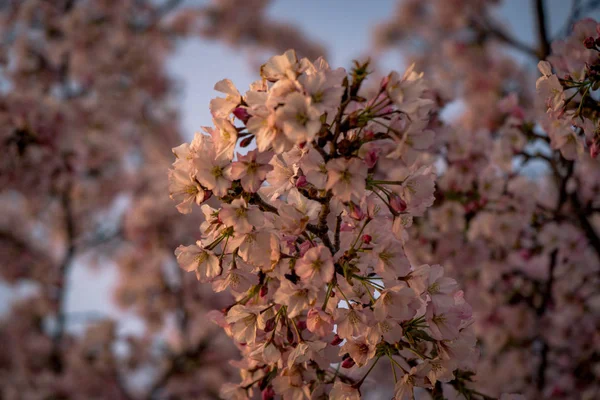 bloom kiraz çiçekleri