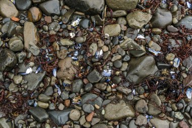 çakıl taşları ve kabukları
