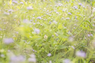 Flash soyut bitkiler çayır alan ve çiçek yeşil bahçe doğal yaz canlı sıcak açık bahçe için gün batımında