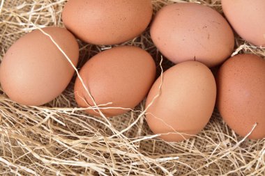 Yemek pişirmek için kahverengi tarladan taze yumurta