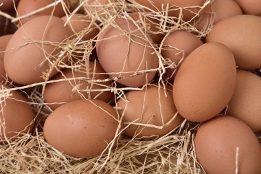 Yemek pişirmek için kahverengi tarladan taze yumurta