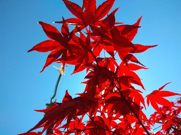 Maple branch tree on sky background in autumn season, maple leaves turn to red, sunlight in season change, Japan