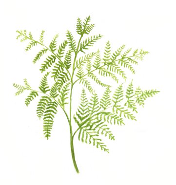 Fern bracken yaprak suluboya