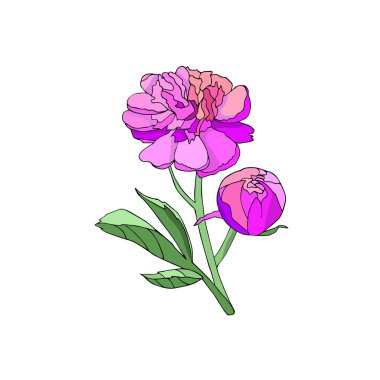 Pembe şakayık çiçeği vektör çizim 