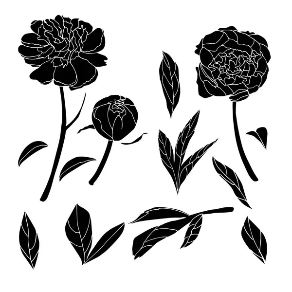 Şakayık siyah vektör kavramı 