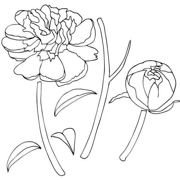 Peony çiçek kroki