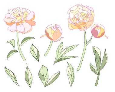 İhale ışık renkleri şakayık öğeleri ayarla