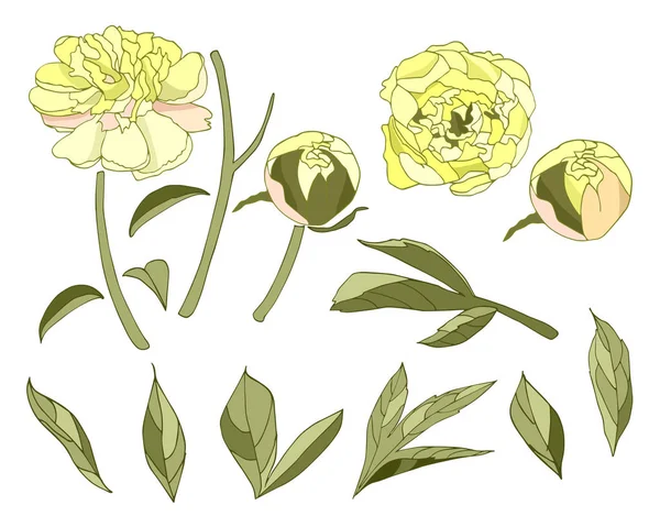 Gele Peony Bloem Geïsoleerde Elementen Instellen Witte Achtergrond Vector Illustratie — Stockvector