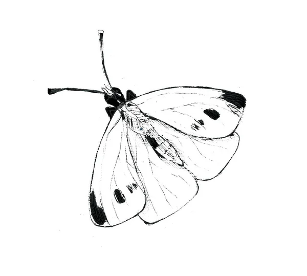 Witte kool vlinder illustartion op witte achtergrond — Stockfoto