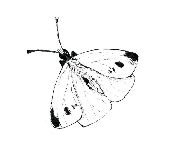 Borboleta de repolho branco ilusão no fundo branco — Fotografia de Stock