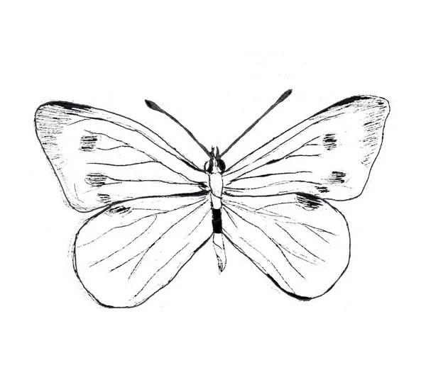 Hand drawn large white cabbage butterfly illustartion — Stock Photo, Image