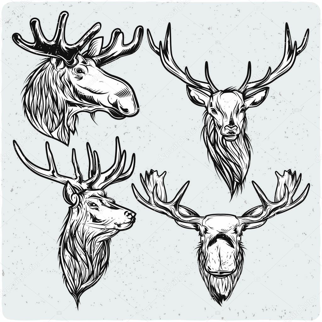 Deer amd moose set. Black and white illustration. Isolated on light backgrond with grunge noise and frame.