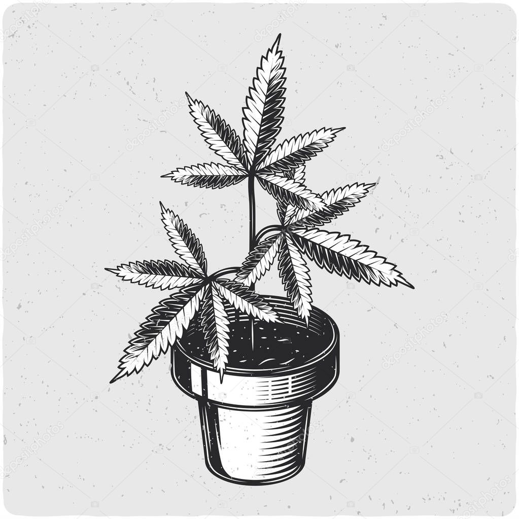 Cannabis in a pot. Black and white illustration. Isolated on light backgrond with grunge noise and frame.