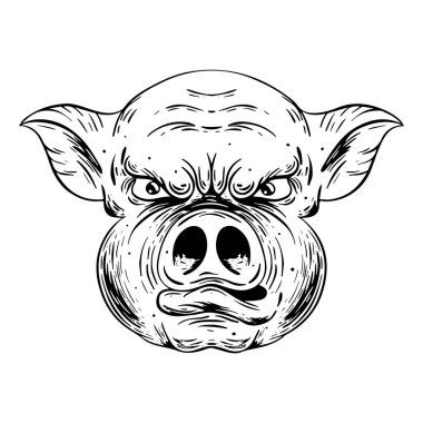 Domuz kafası. Siyah beyaz resim. Işık backgrond izole.