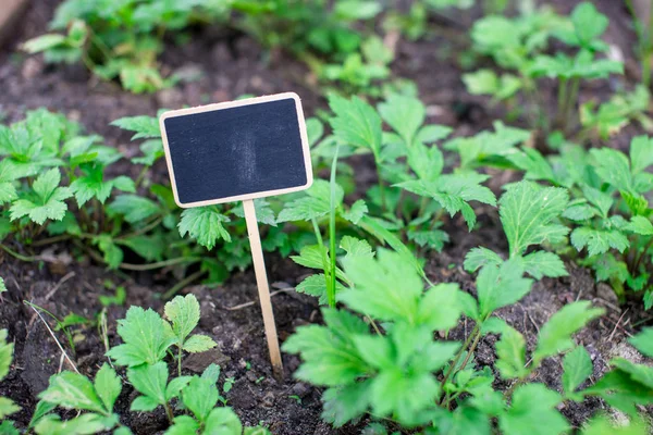 Targhetta Giardino Sui Lettini Giardino — Foto Stock