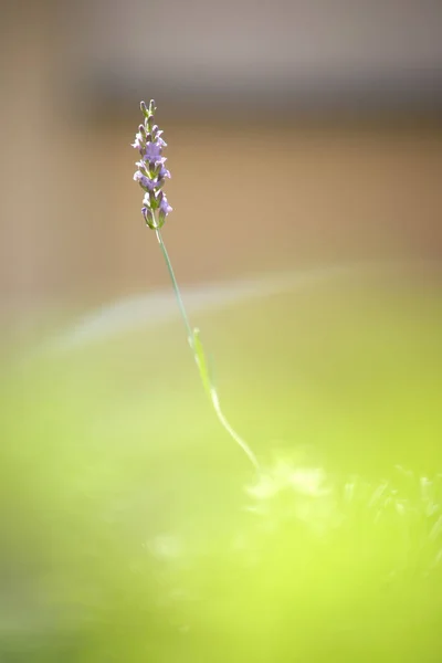 背景のボケ味の緑とラベンダーの花 — ストック写真
