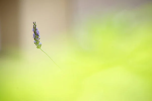 背景のボケ味とラベンダーの花 — ストック写真