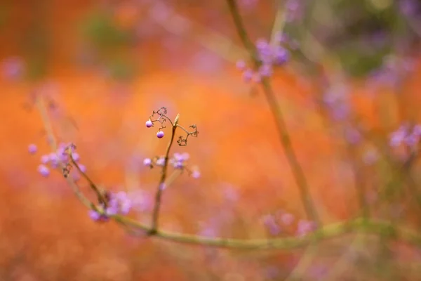 オレンジ色の背景の前に孤独なピンクの果実のクローズ アップ — ストック写真