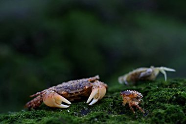 Sahilde sıçmak. Fotoğraf Hollanda 'da bir plajda çekildi. Krabbe am Strand. Das Foto ist bei einem Ausflug an den Strand in den Niederlanden entstanden.