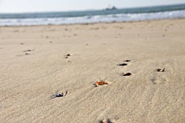 Sahilde deniz kabuğu. Fotoğraf Hollanda 'da bir plajda çekildi. Muschel am Strand. Das Foto ist bei einem Ausflug an den Strand in den Niederlanden entstanden.