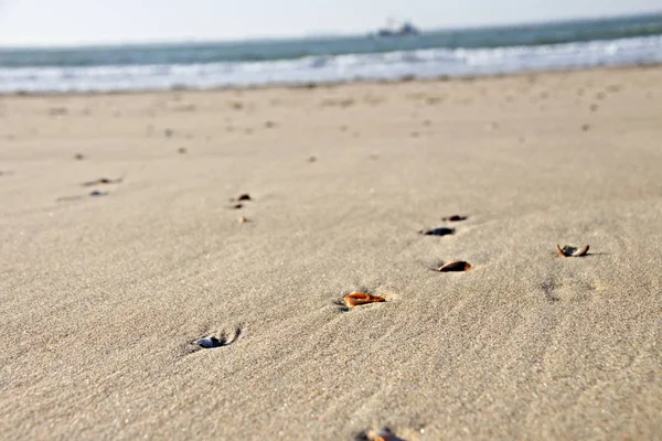 Sahilde deniz kabuğu. Fotoğraf Hollanda 'da bir plajda çekildi. Muschel am Strand. Das Foto ist bei einem Ausflug an den Strand in den Niederlanden entstanden.