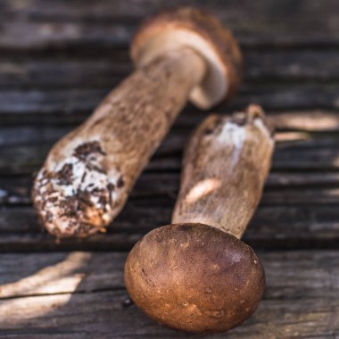 Porcini mantar ahşap arka plan üzerinde