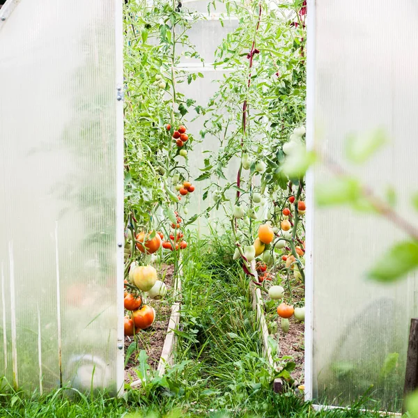 Garten Gewächshaus Mit Tomaten Die Wachsen Und Reifen Quadratisch — Stockfoto
